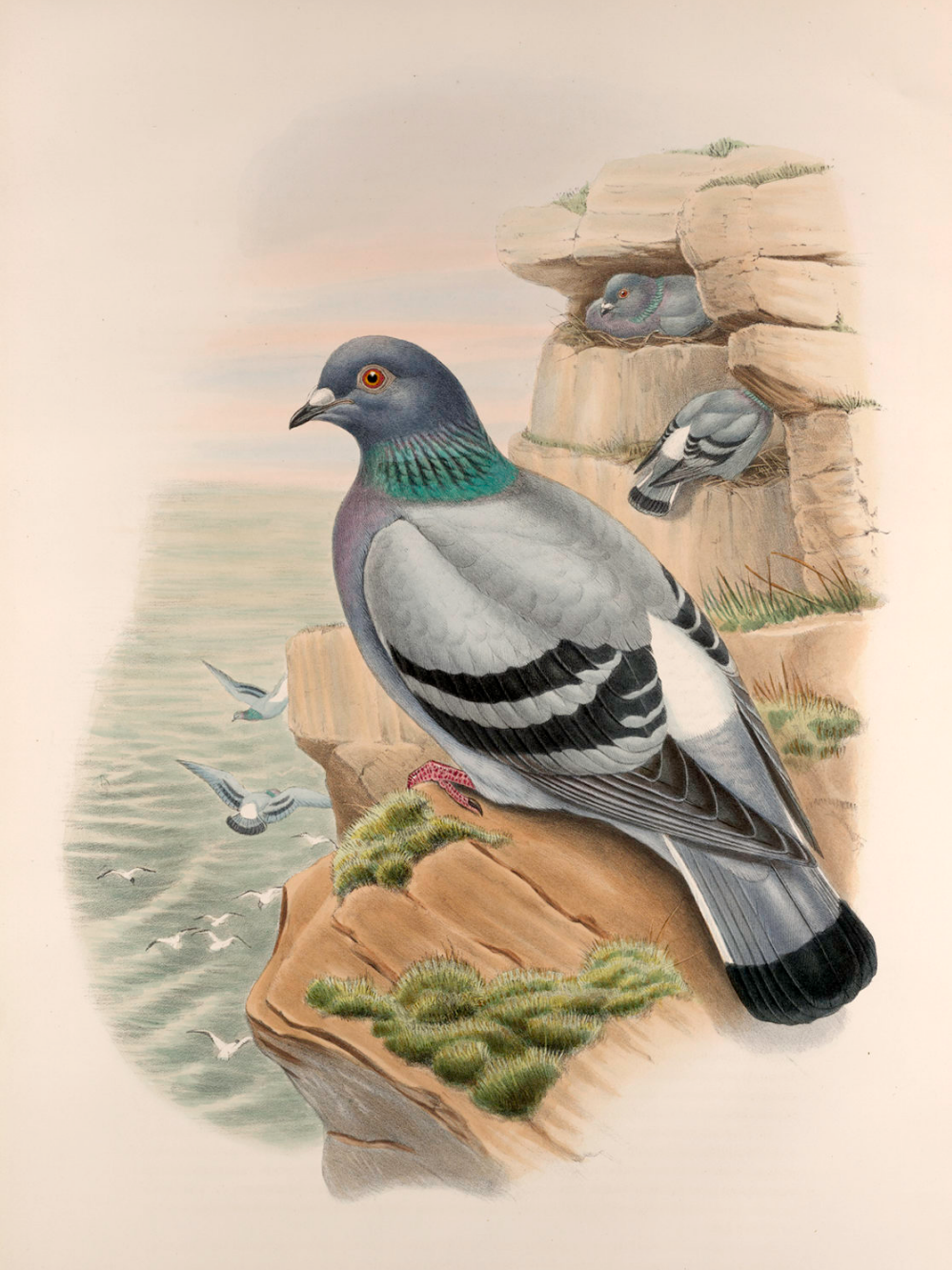 Pigeon | Diamond Painting