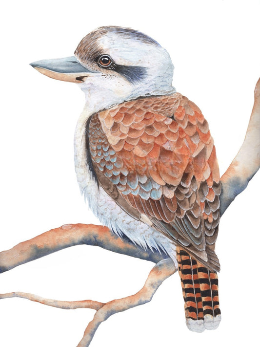 Kookaburra | Diamond Painting