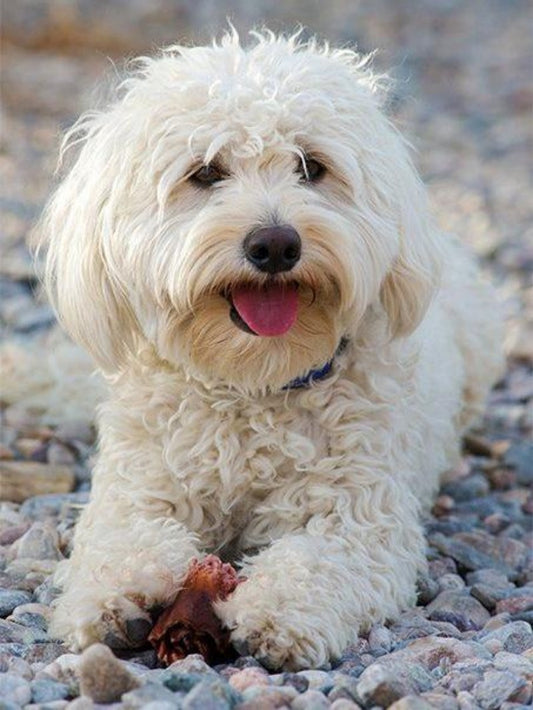 Poodle Dog | Diamond Painting