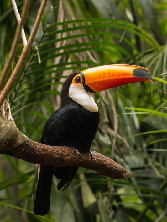 Toucan Bird | Diamond Painting