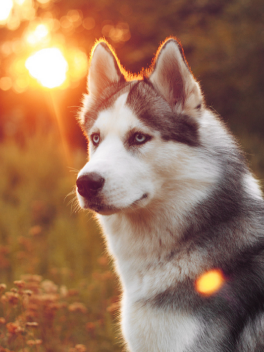 Wolf | Diamond Painting