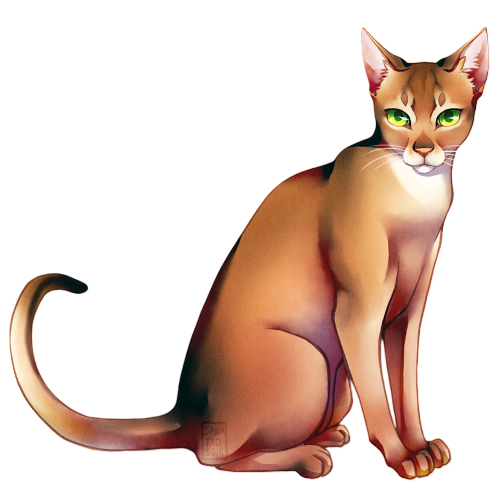 Abyssinian Cat | Diamond Painting