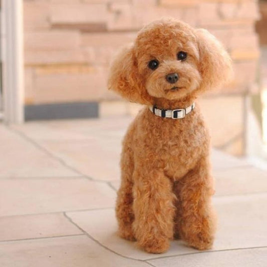 Poodle Dog | Diamond Painting