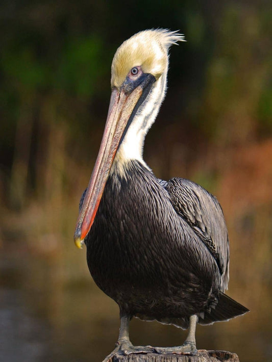 Pelican | Diamond Painting