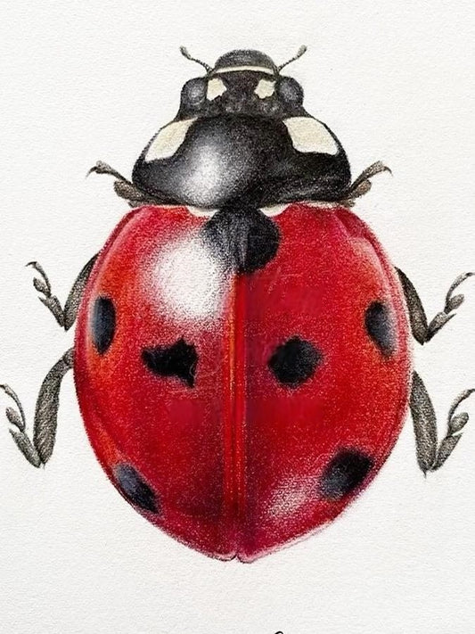 Ladybug | Diamond Painting