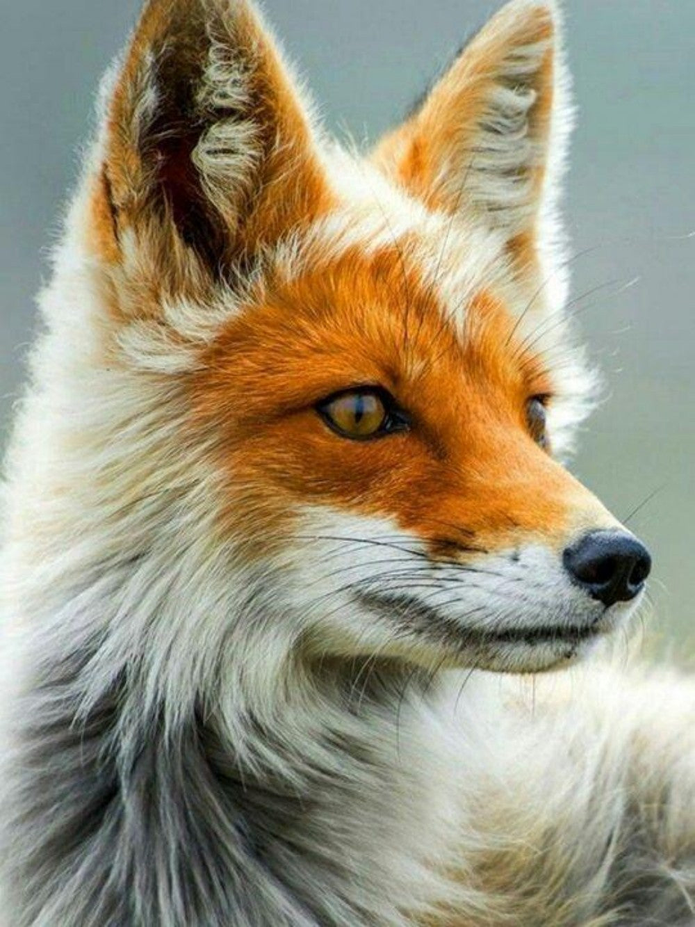 Fox | Diamond Painting