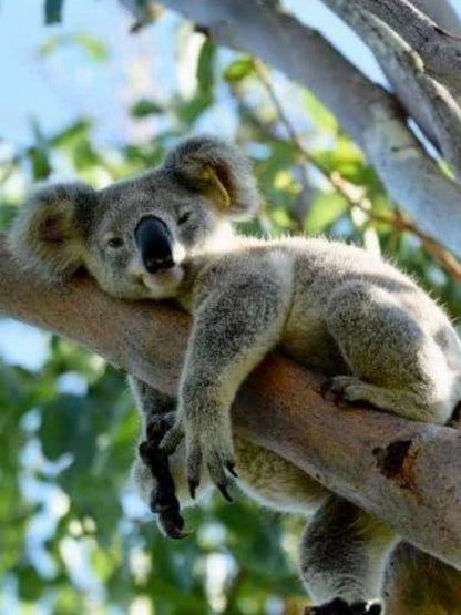 Koala | Diamond Painting