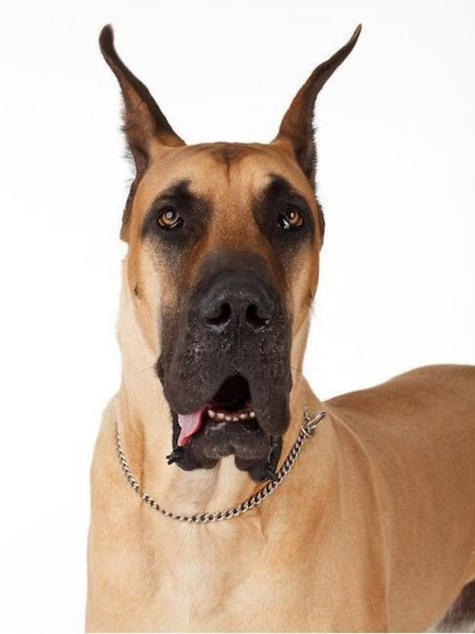 Dog Great Dane | Diamond Painting