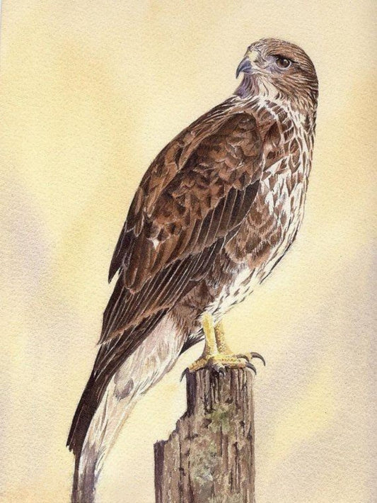 Falcon | Diamond Painting