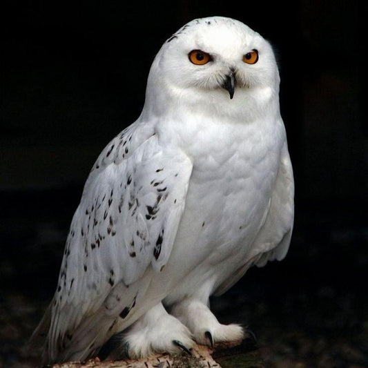 Snowy owl (White Owl) | Diamond Painting