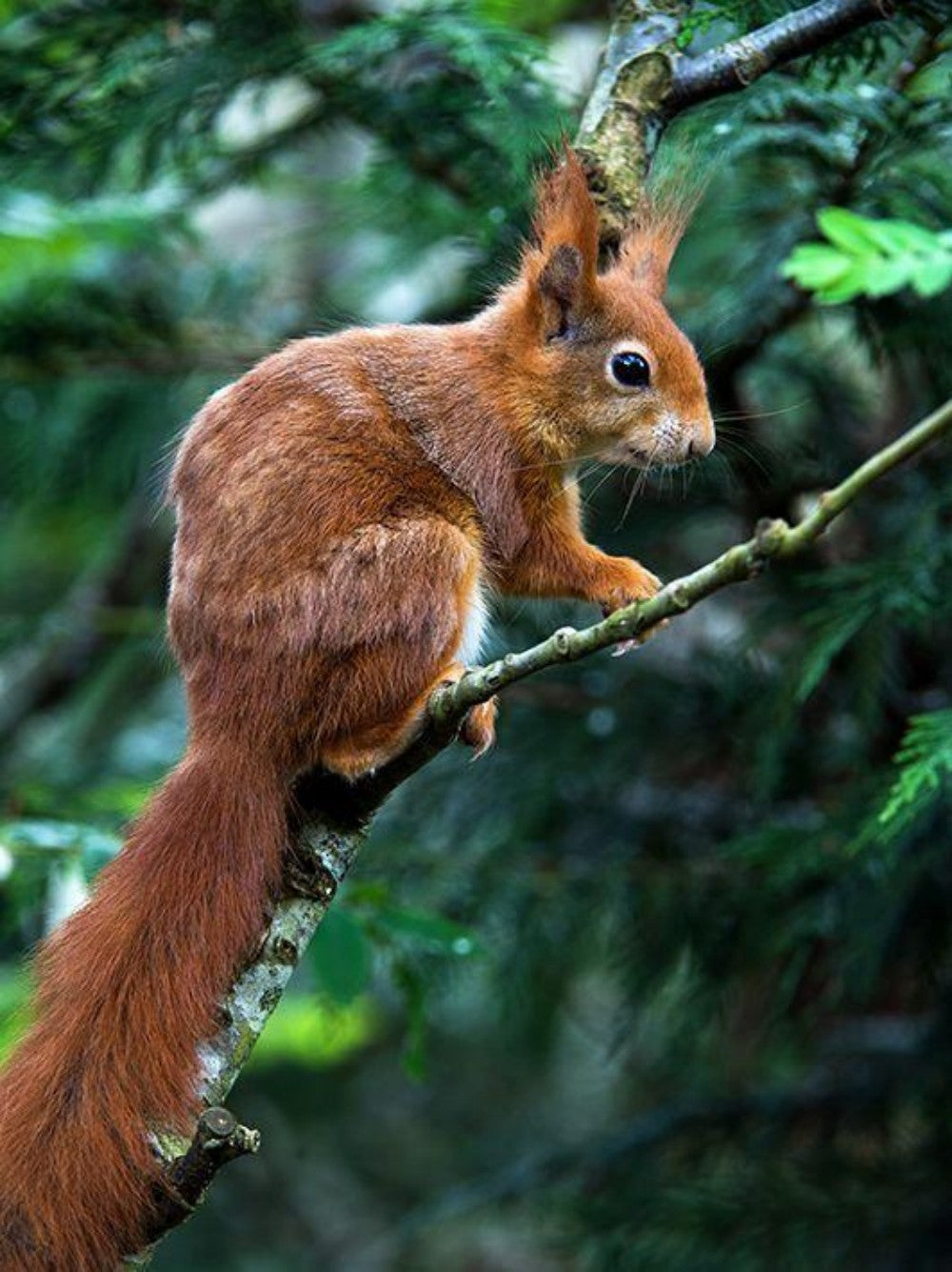 Squirrel | Diamond Painting