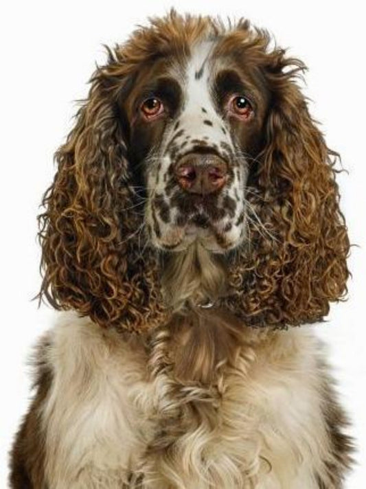 English Springer Spaniel Dog | Diamond Painting