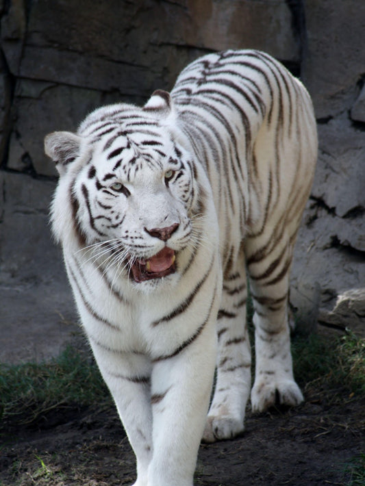 White Tiger | Diamond Painting