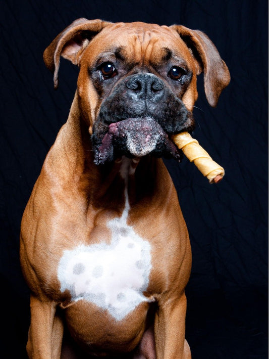 Boxer Dog | Diamond Painting