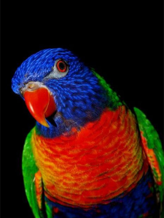 Rainbow Parrots | Diamond Painting