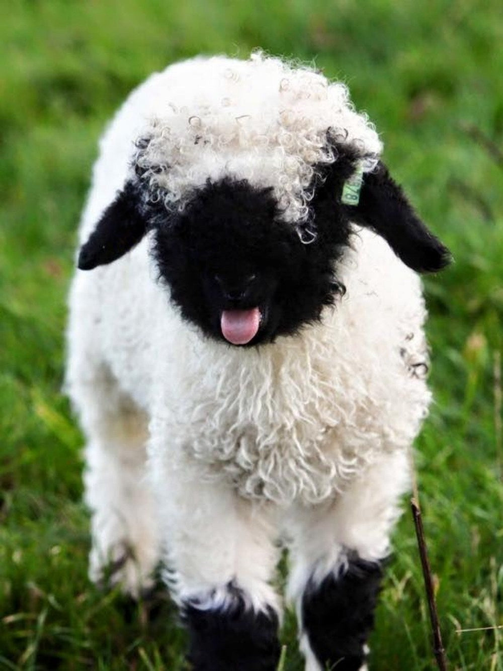 Sheep | Diamond Painting