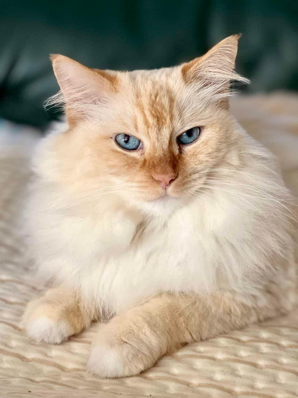 Ragdoll Cat | Diamond Painting