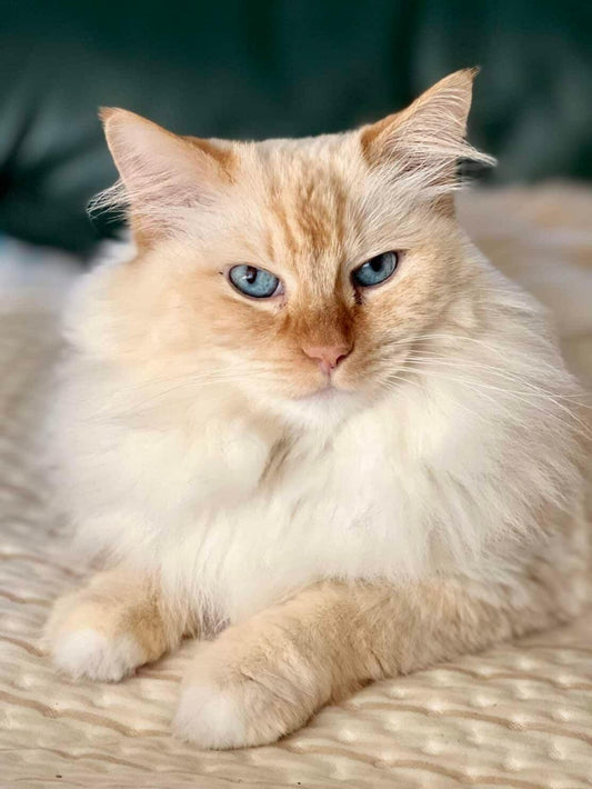 Ragdoll Cat | Diamond Painting