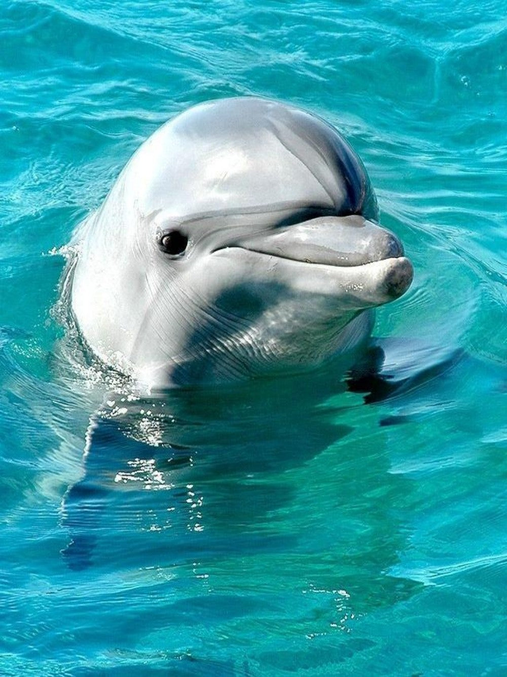 Dolphin | Diamond Painting