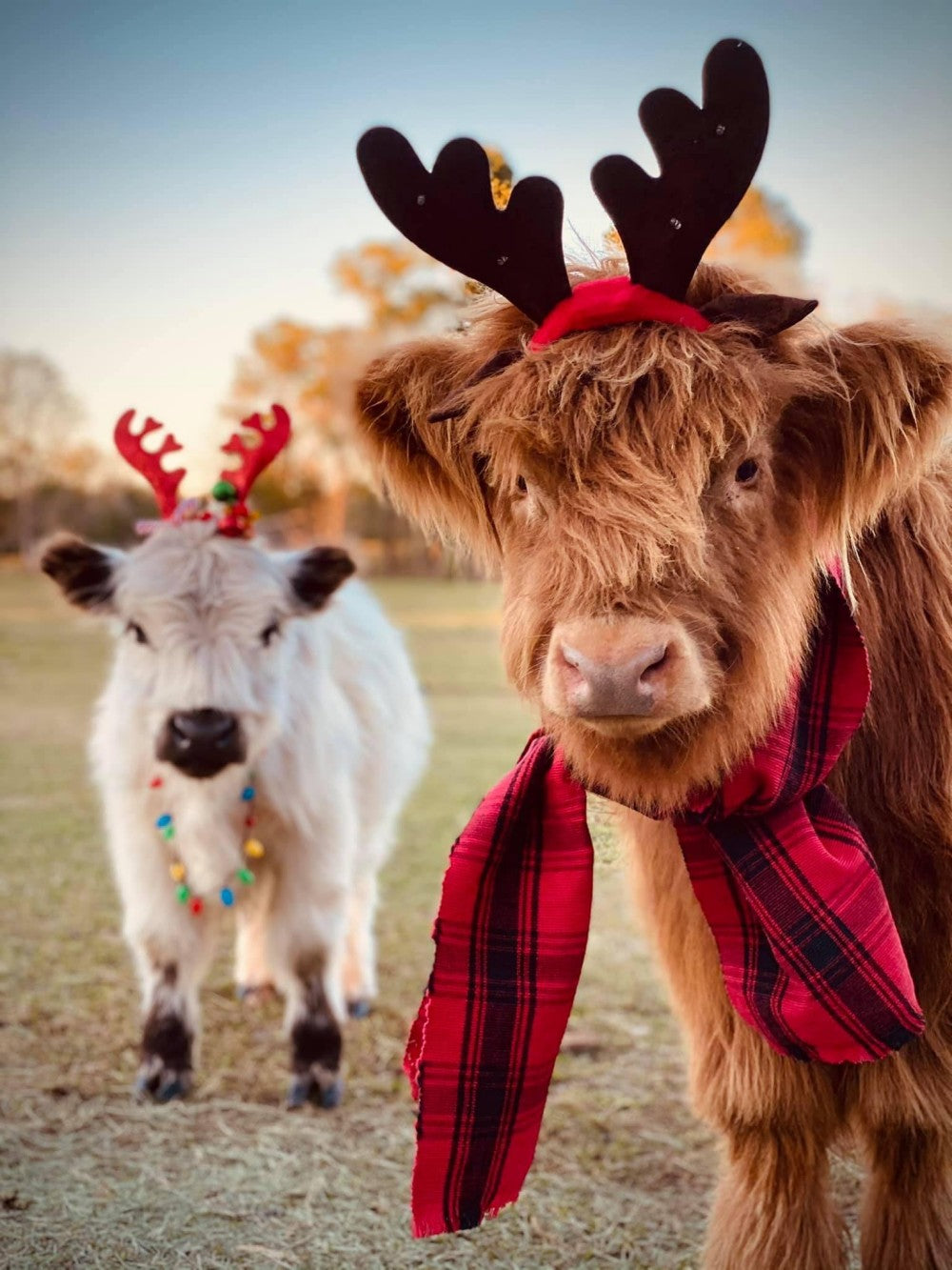 Highland Cow | Diamond Painting