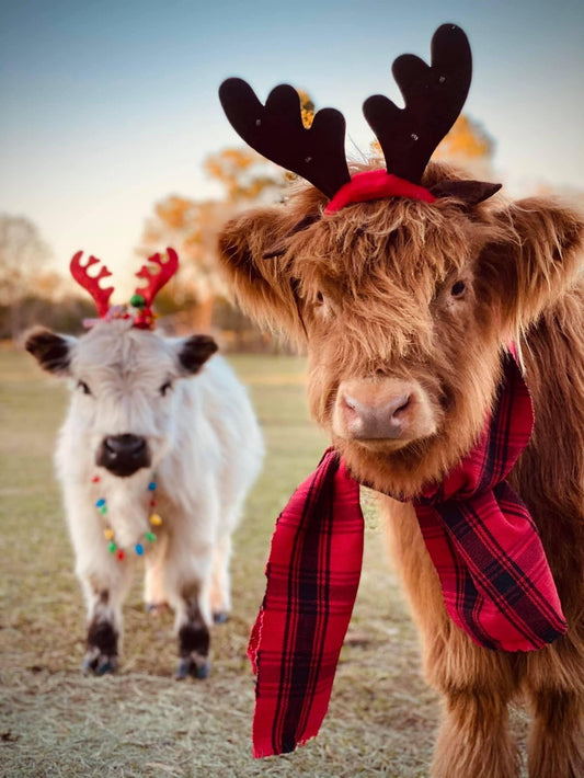 Highland Cow | Diamond Painting