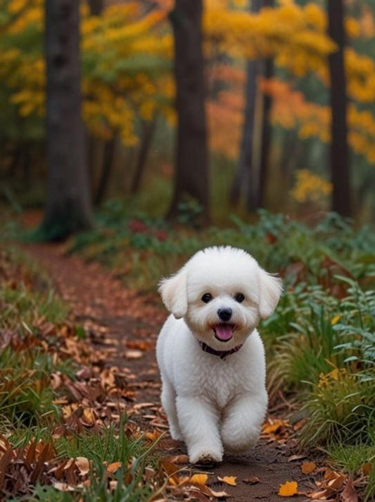 Dog Bichon Frise | Diamond Painting