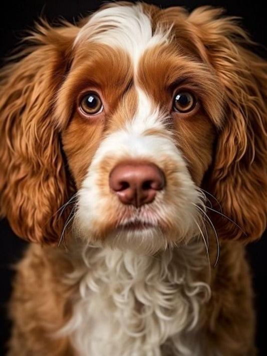 Brittany Spaniel Dog | Diamond Painting