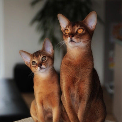 Abyssinian Cat | Diamond Painting