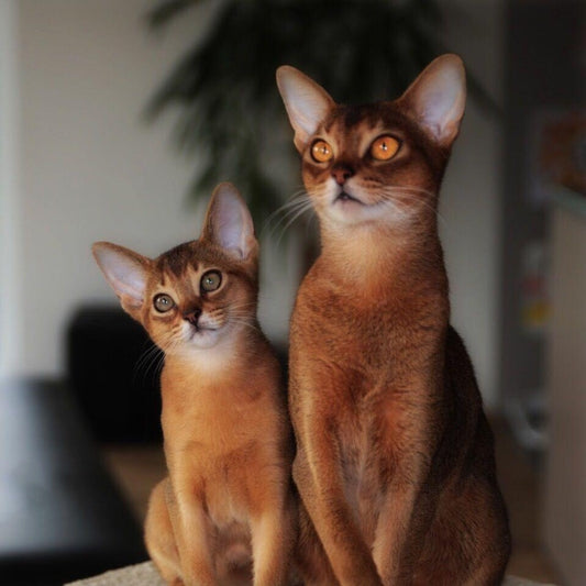 Abyssinian Cat | Diamond Painting