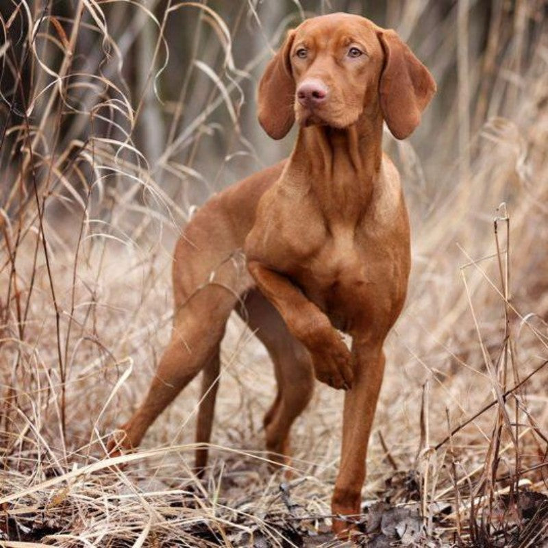 Vizsla Dog | Diamond Painting