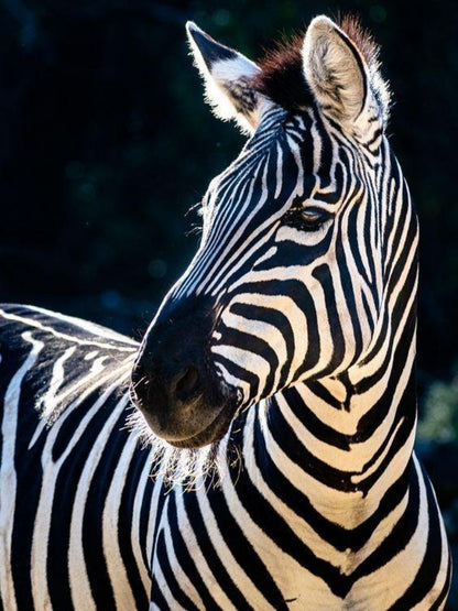 Zebra | Diamond Painting
