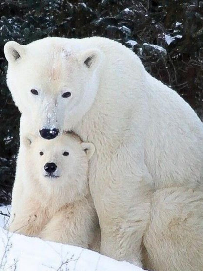 Polar Bear | Diamond Painting