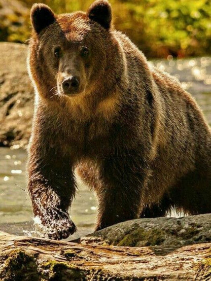Brown Bear | Diamond Painting