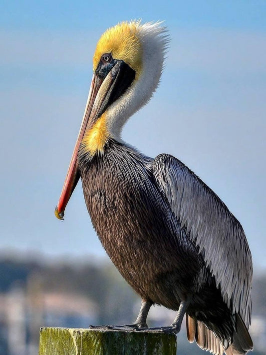 Pelican | Diamond Painting