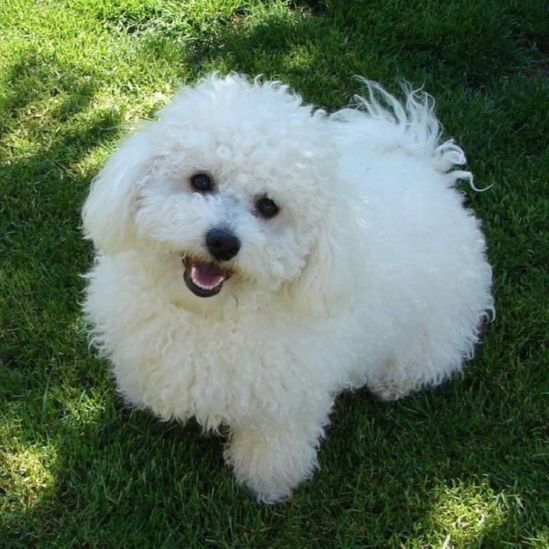 Dog Bichon Frise | Diamond Painting