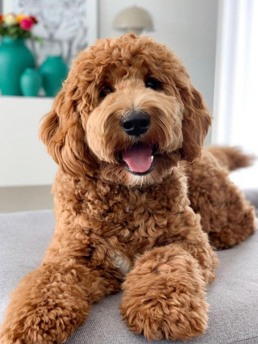 Goldendoodle Dog | Diamond Painting