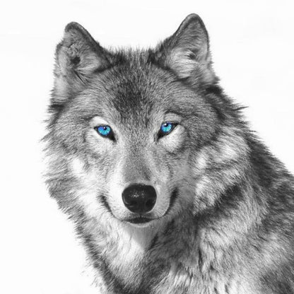 Wolf | Diamond Painting