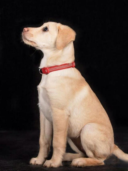 Yellow Labrador Dog | Diamond Painting
