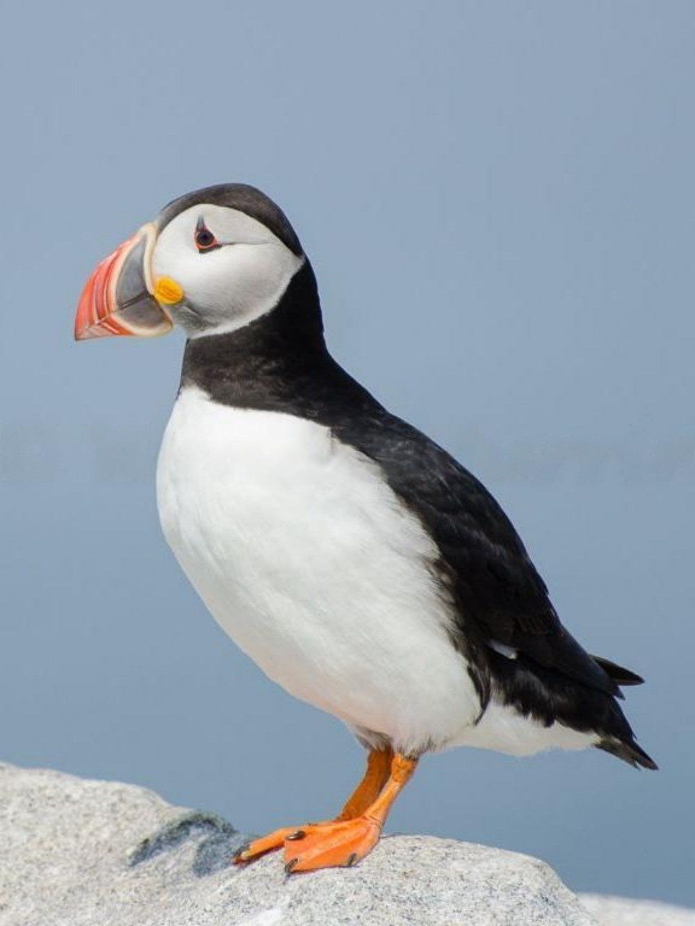 Puffin | Diamond Painting