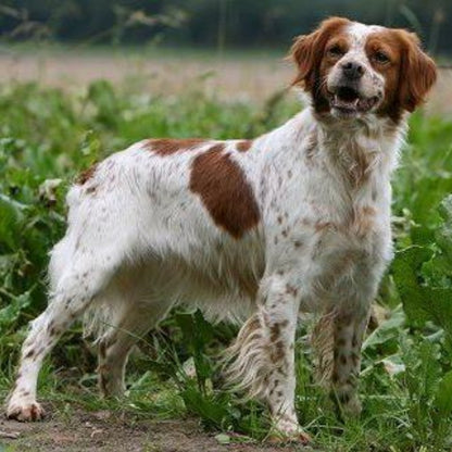 Brittany Spaniel Dog | Diamond Painting