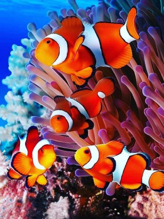 Clown Fish | Diamond Painting