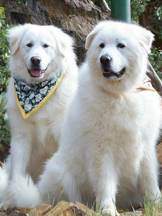 Great Pyrenees Dog | Diamond Painting