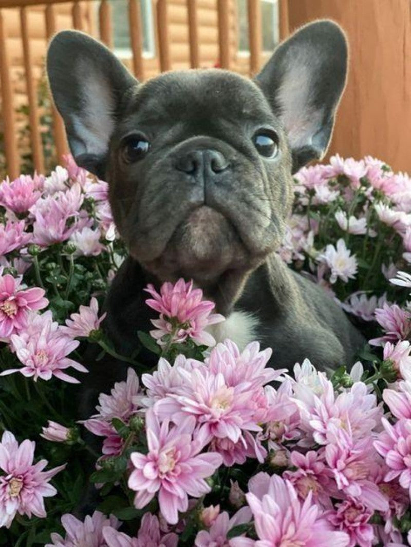 French Bulldog Dog | Diamond Painting