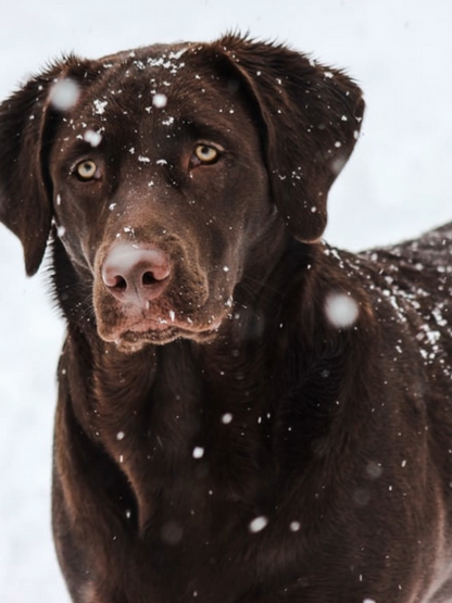 Chocolate Labrador Dog | Diamond Painting