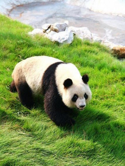Panda | Diamond Painting