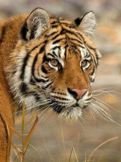 Bengal Tiger | Diamond Painting