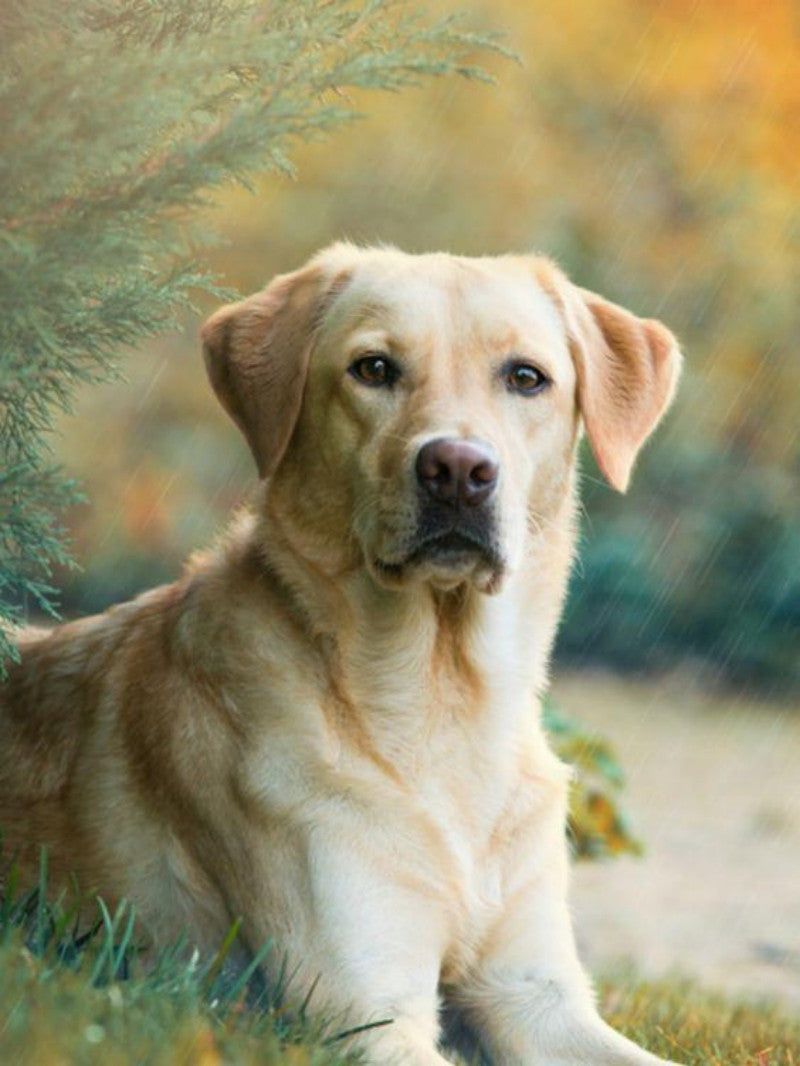 Yellow Labrador Dog | Diamond Painting