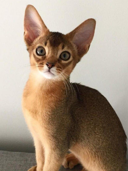 Abyssinian Cat | Diamond Painting