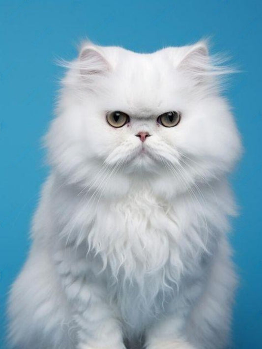 Persian Cat | Diamond Painting