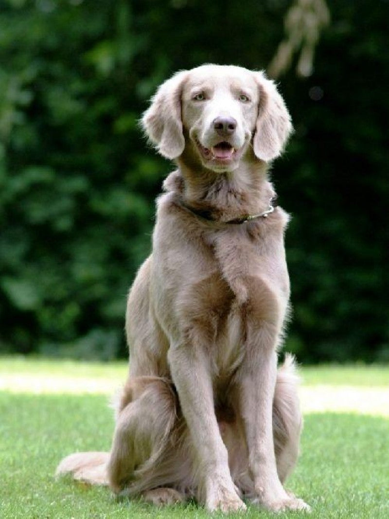 Weimaraner Dog | Diamond Painting